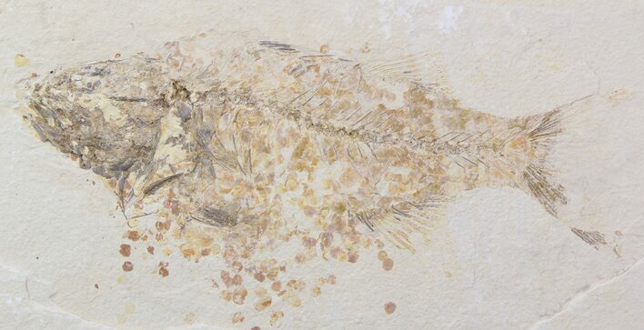 Bargain Mioplosus Fossil Fish - Uncommon Species #33570